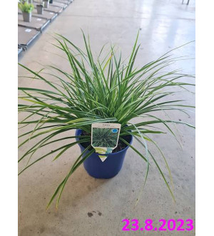 Carex mor. 'Variegata' C 2 L